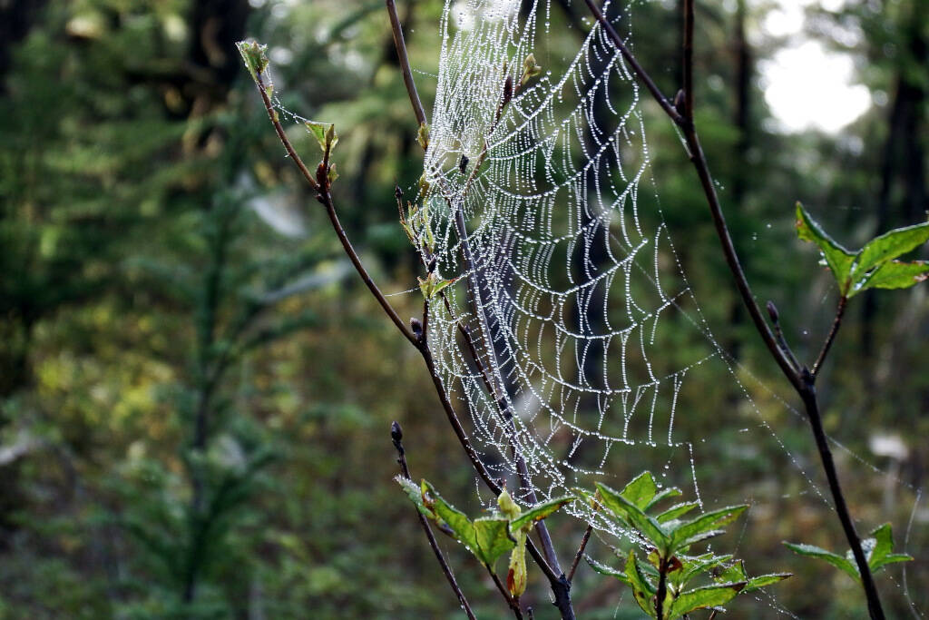 A classical orb-web, strung between twigs; this one seems to have collected water drops, making it conspicuous. (Courtesy Photo / Scott Foster)