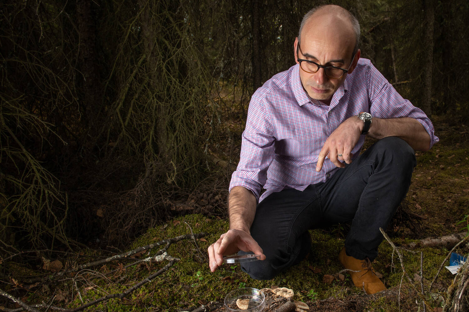 UAA associate professor of public health Philippe Amstislavski collects samples of some of the fungi found in the forests around UAA which are similar to those his team has used to develop a lightweight packaging alternative to Styrofoam. (Courtesy Photo /  James R. Evans, University of Alaska Anchorage)