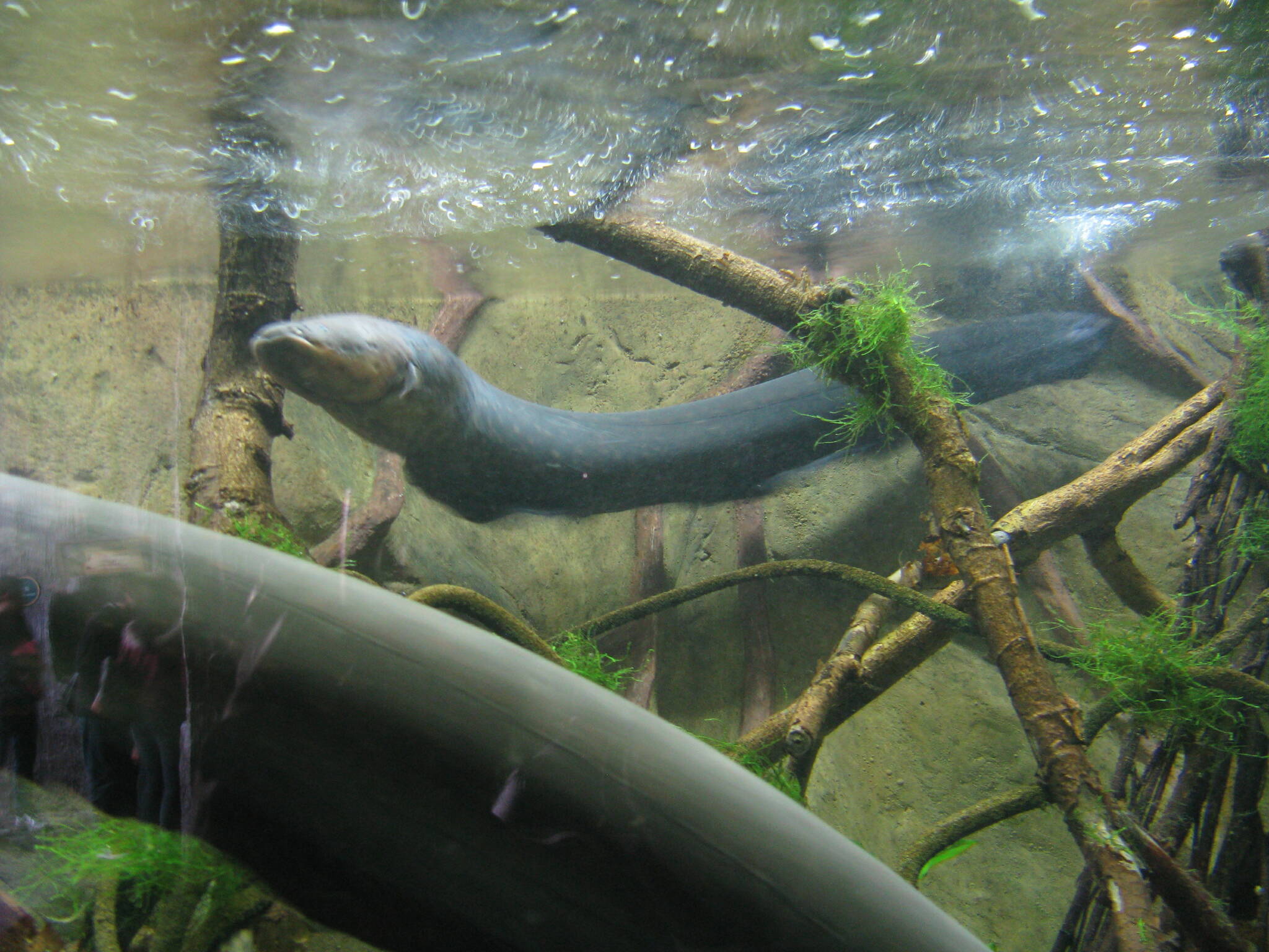 Electric eels swim fast inside a tank in this photo available under a Creative Commons license. (Shankar S. / Flickr)