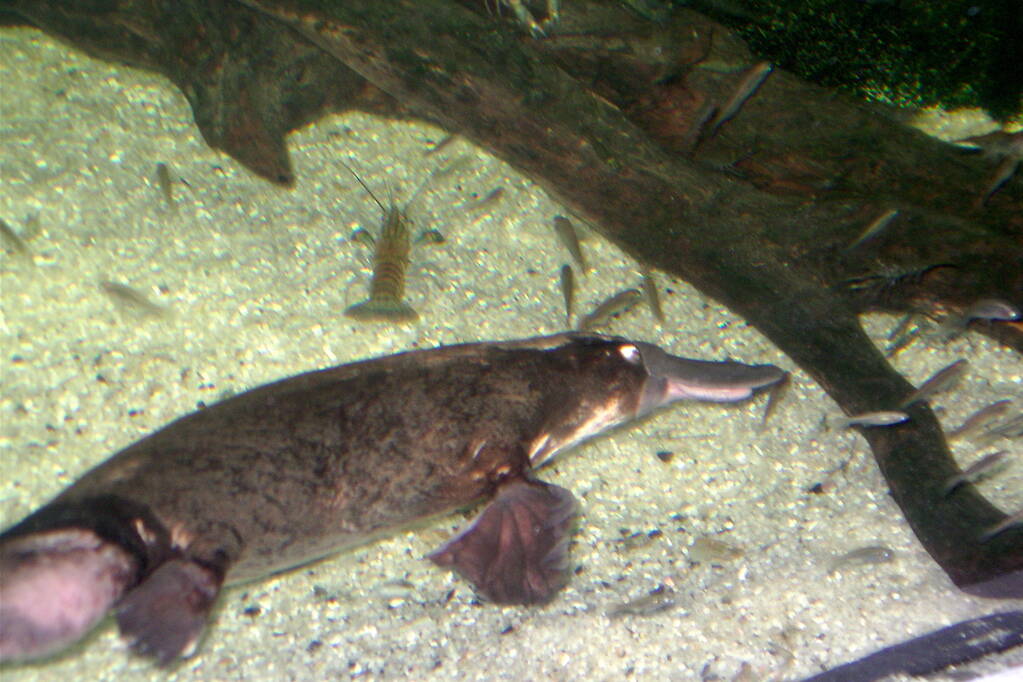 A platypus in the Sydney Aquarium chases fish and crayfish in this photo available under a Creative Commons license. (Alan Wolf / Flickr)
