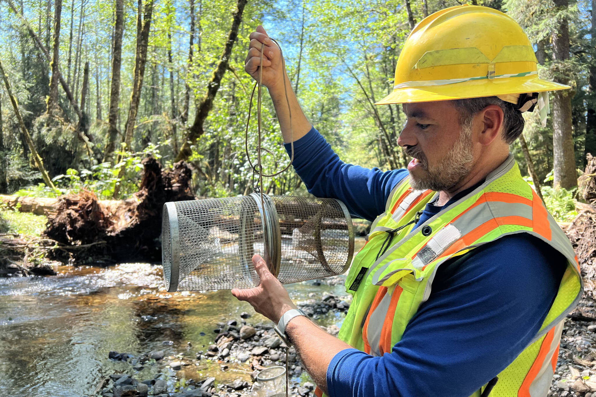 U.S. Forest Service fish biologist Eric Castro prepares to drop a minnow trap into East Ohmer Creek. The crew moved hundreds of young fish prior to doing work in back channels. (Mary Catharine Martin / SalmonState)