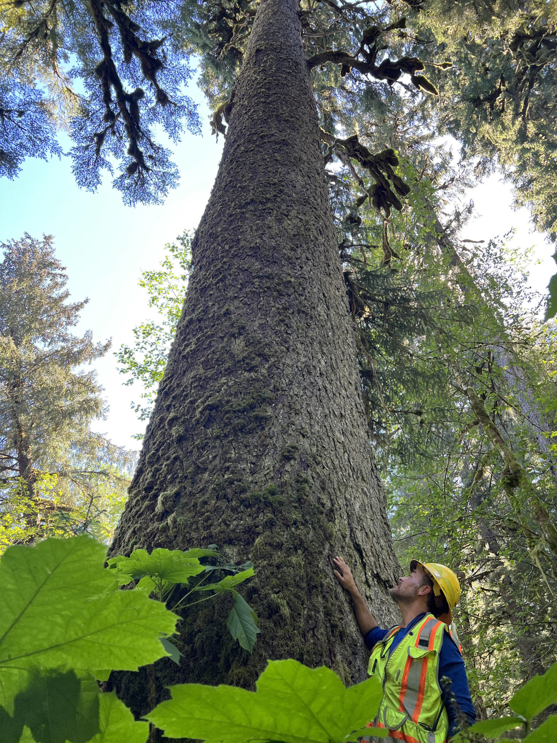 U.S. Forest Service fish biologist Eric Castro stands next to what is said to be the largest tree remaining on Mitkof Island, in the East Ohmer Creek watershed. It’s just downstream of the restoration project Castro took part in this summer. (Mary Catharine Martin / SalmonState)