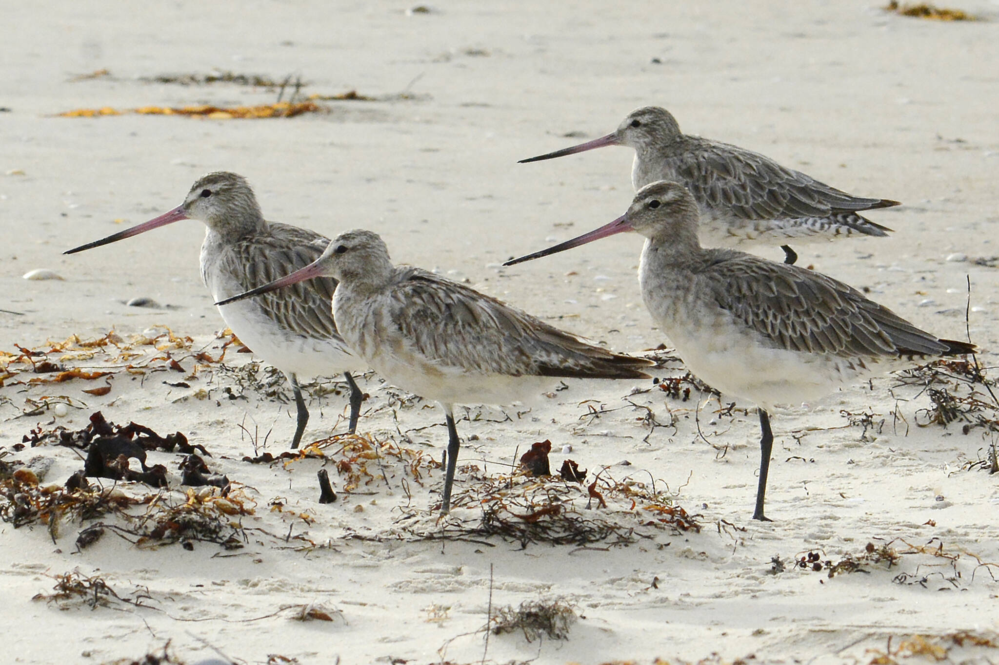 Bar-tailed godwits stand on the beach at Marion Bay in Australia’s Tasmania state on Feb. 17, 2018. A young bar-tailed godwit appears to have set a non-stop distance record for migratory birds by flying at least 13,560 kilometers (8,435 miles) from Alaska to the Australian state of Tasmania, a bird expert said Friday, Oct. 28, 2022. (Eric Woehler)