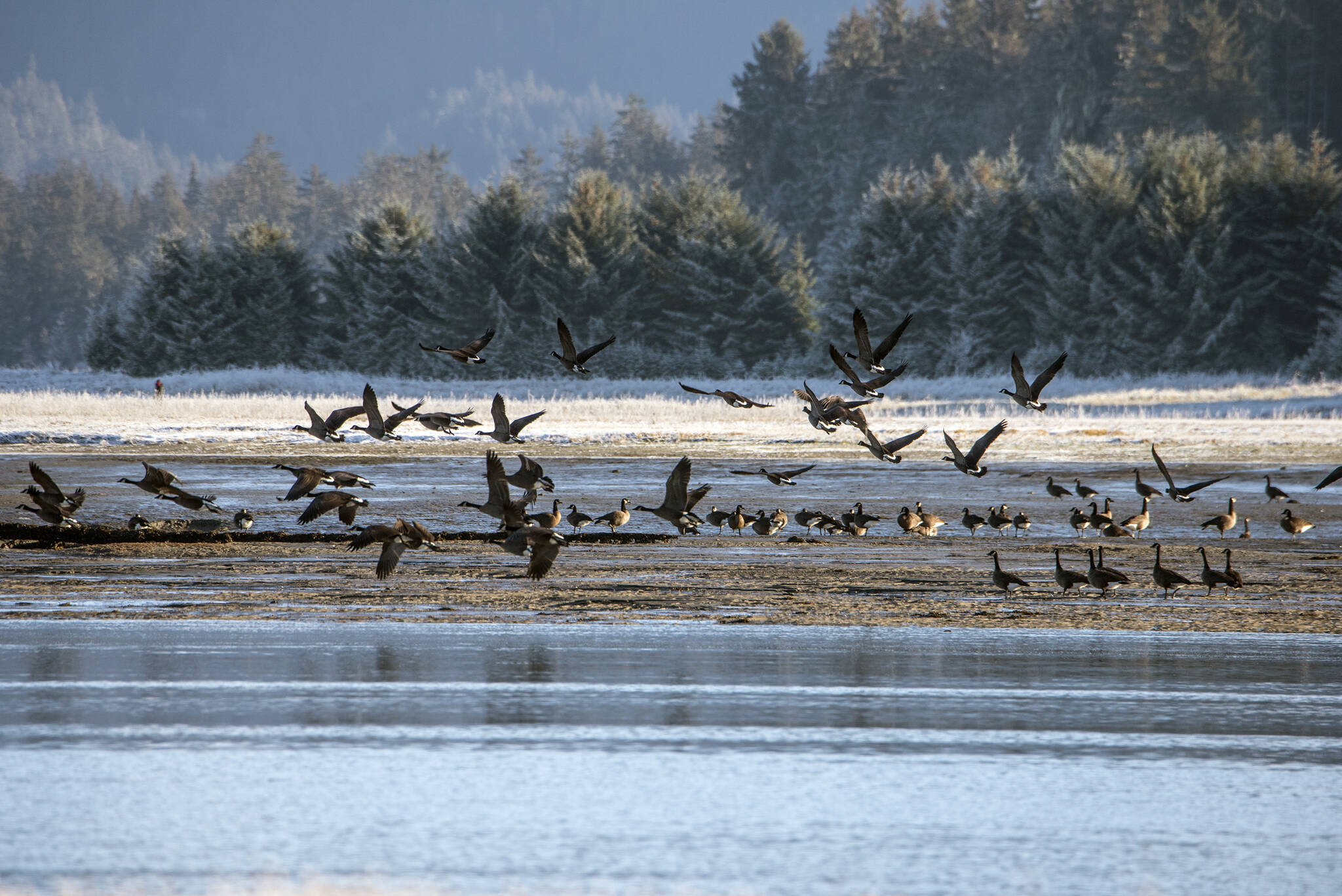 Small group of Canada geese take flight from sandbank on the Mendenhall River on Nov. 17. (Courtesy Photo / Kenneth Gill, gillfoto)