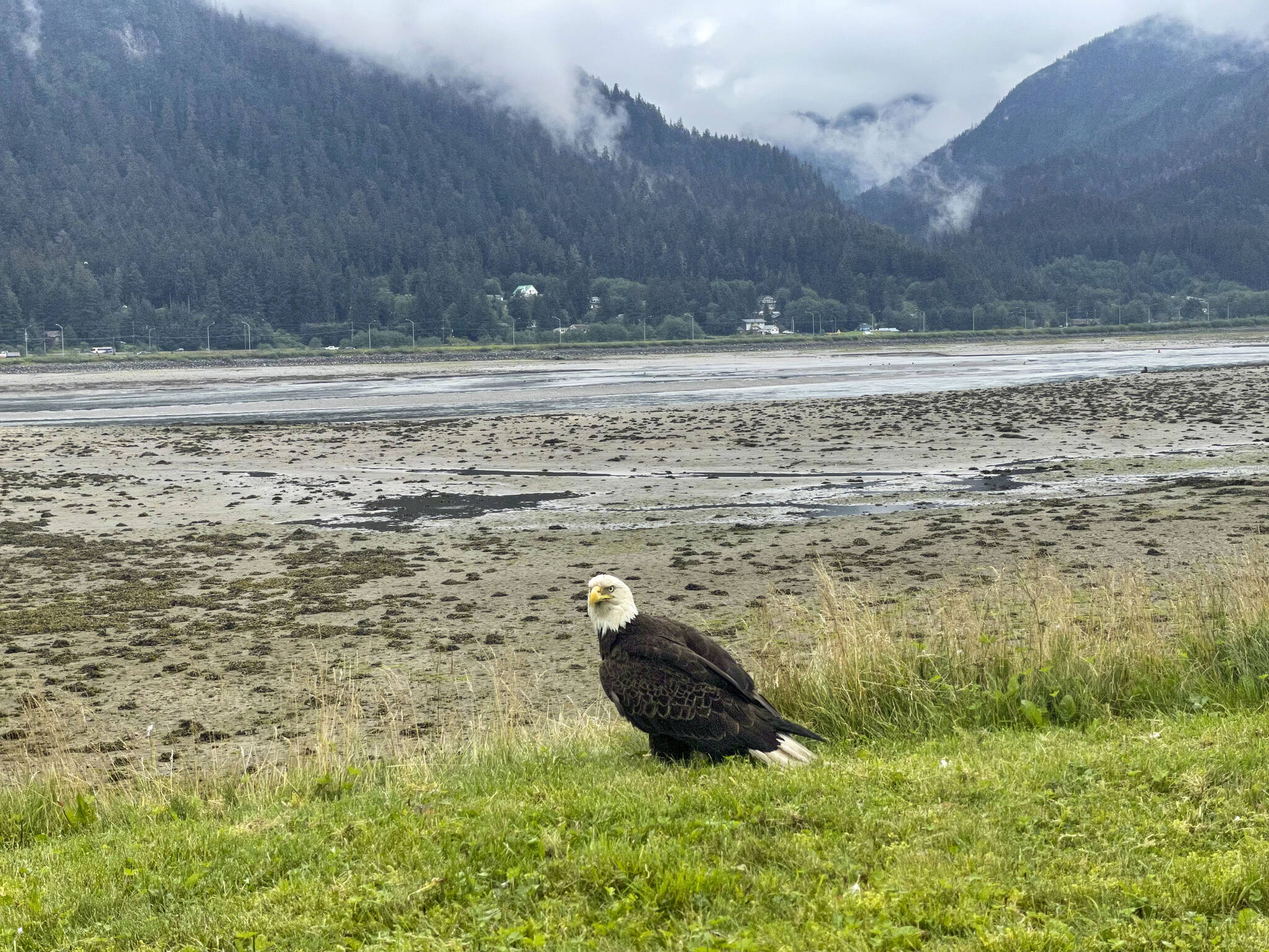 A bald eagle sits near Northstar Helicopter pad on Aug. 1, 2022. (Courtesy Photo / Abbie Gressley)