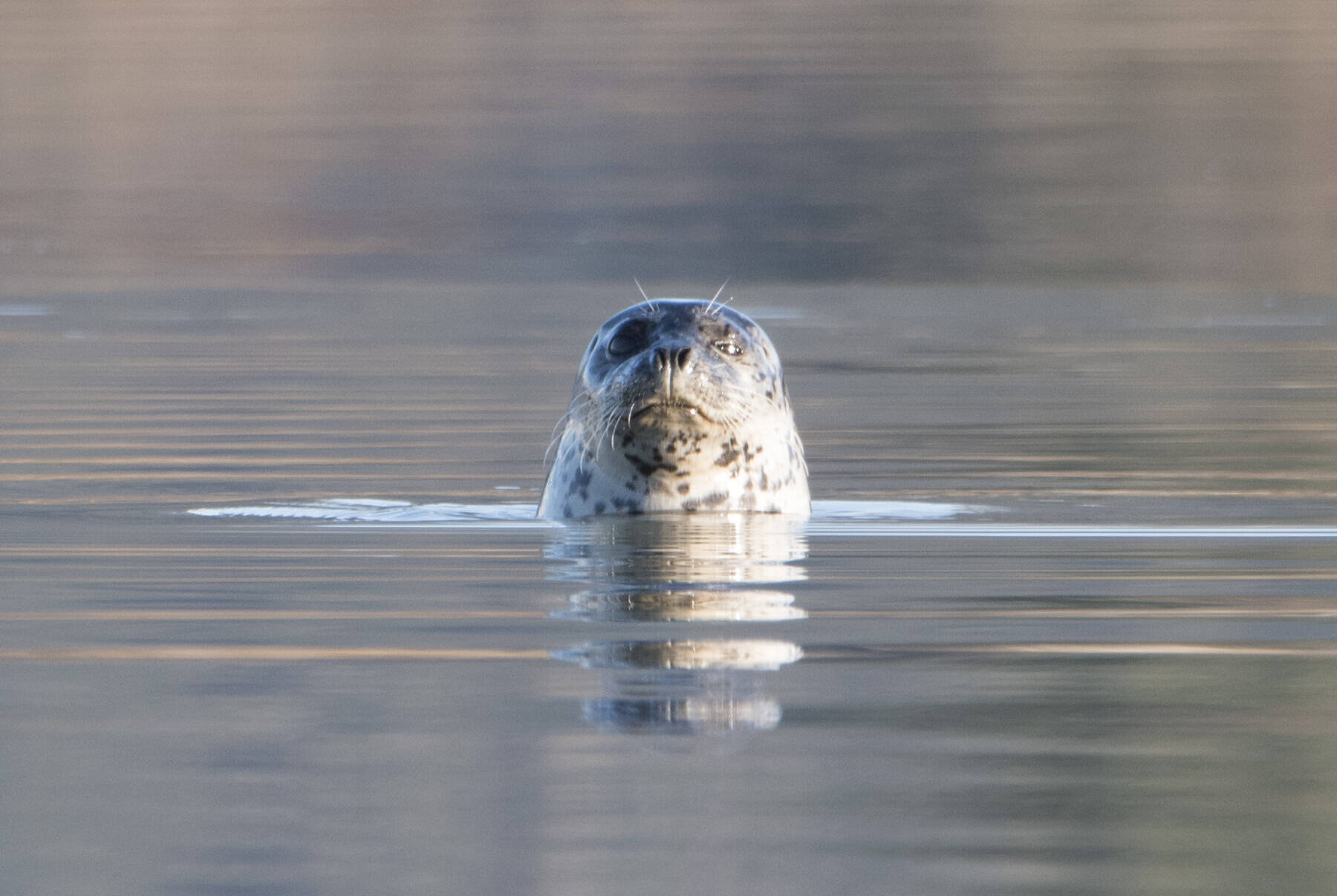 Harbor Seal watch at the Mendenhall Wetlands. (Courtesy Photo / Kenneth Gill, gillfoto)