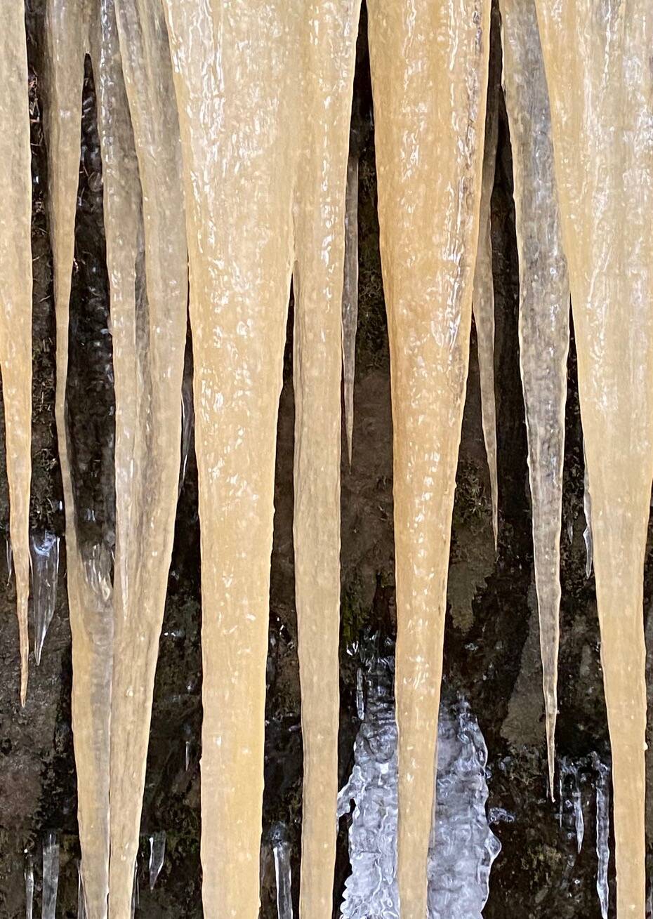 Tannin-tinted 8 ft. long icicles sharp as daggers on Treadwell Ditch trail. (Courtesy Photo / Denise Carroll)