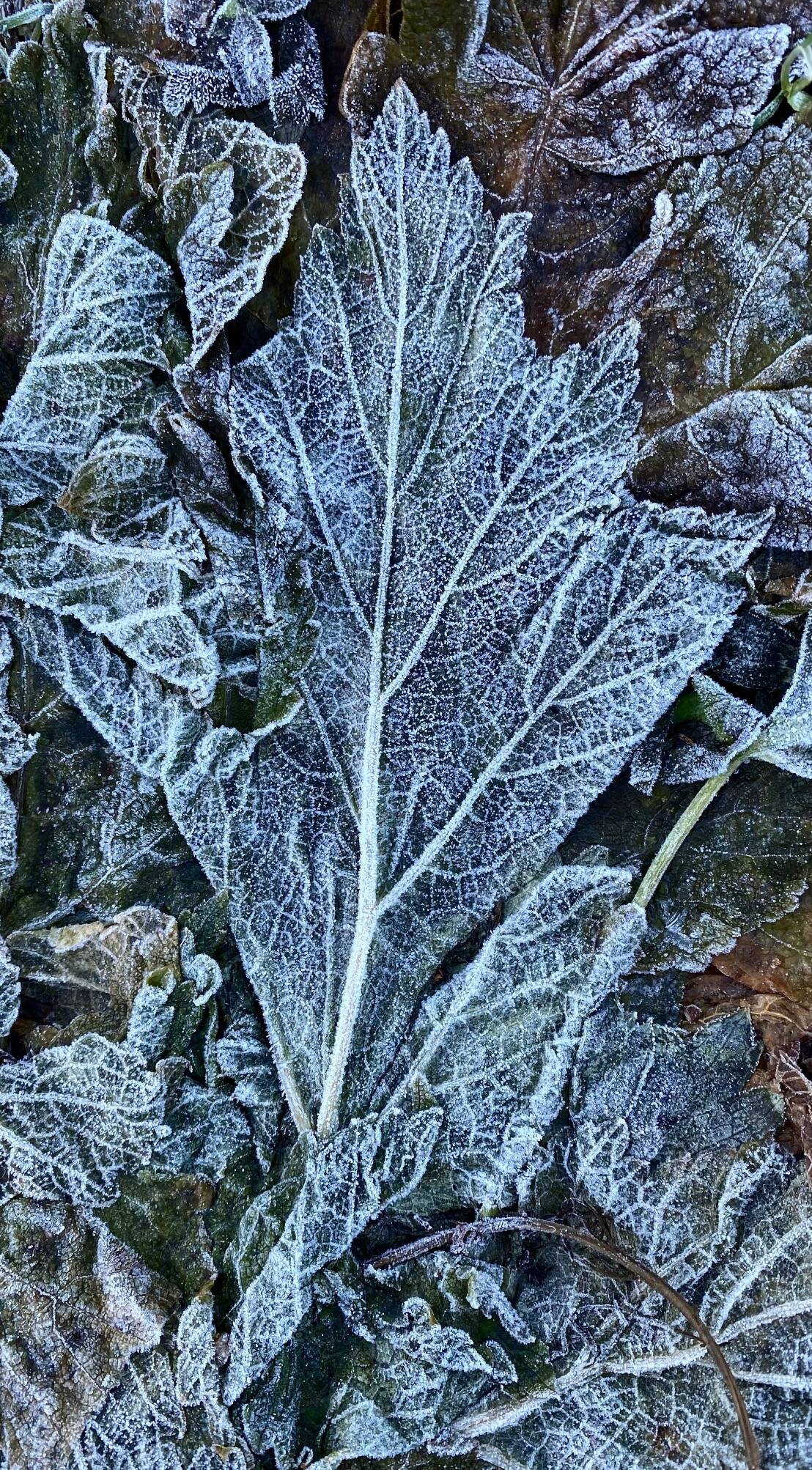 Frost defines the leaf veins found near Point Bridget Beach on Nov. 16. (Courtesy Photo / Denise Carroll)