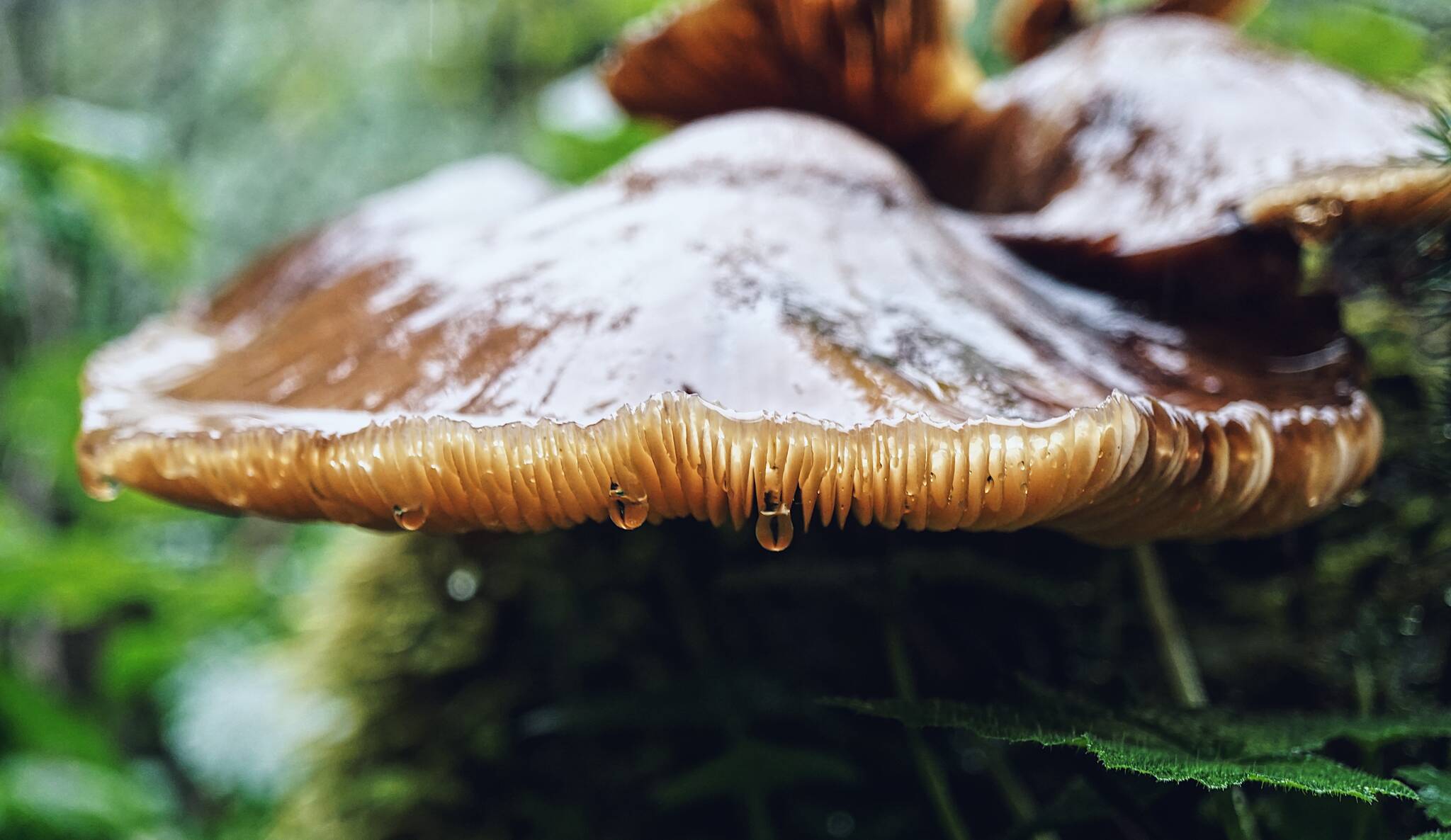 Raindrops on a large mushroom in Hollis. (Courtesy Photo / Marti Crutcher)