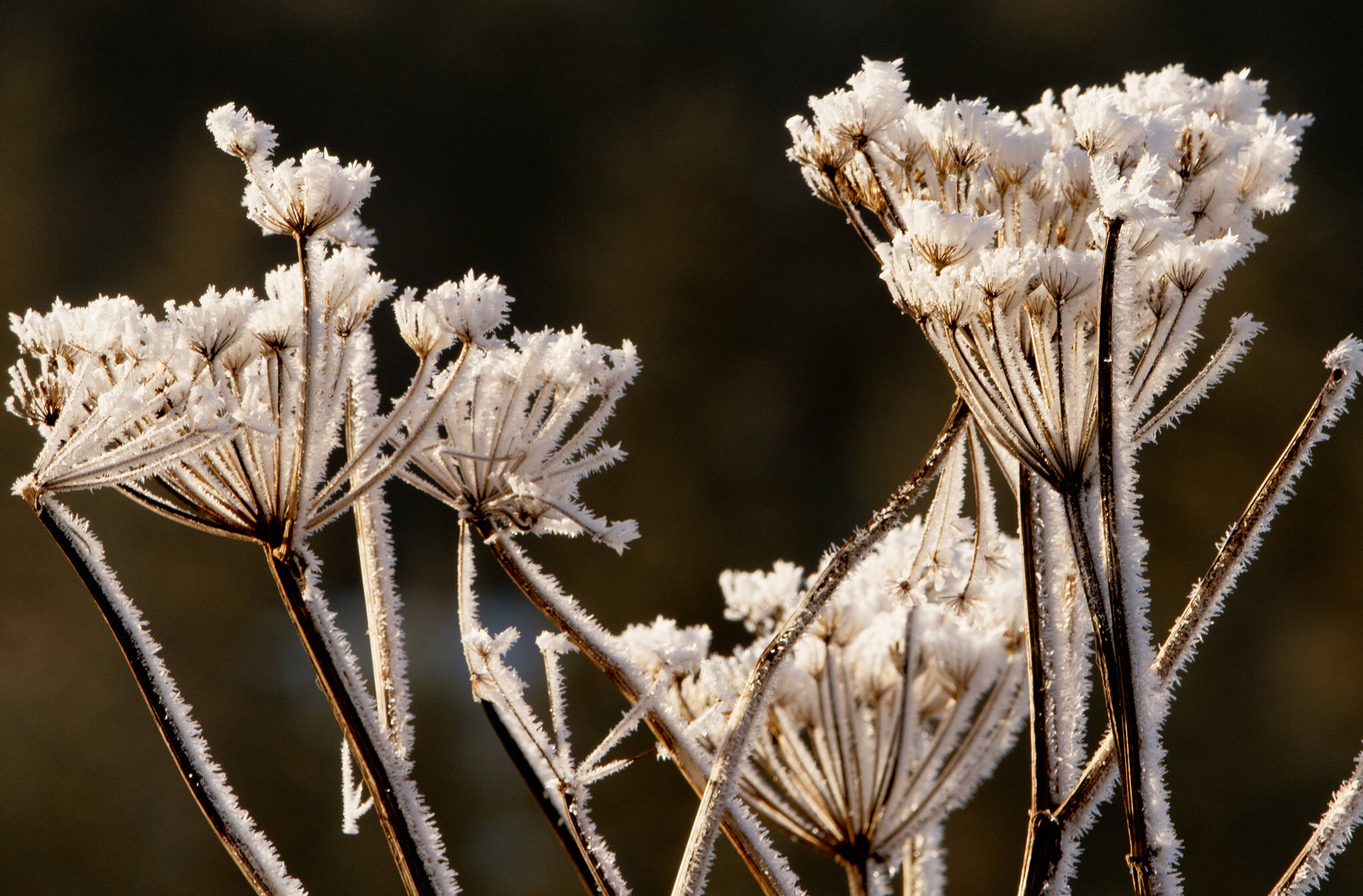 Winter frost covering stalks of Cow Parsnip, Mendenhall Wetlands Game Refuge. (Courtesy Photo / Kenneth Gill, gillfoto)