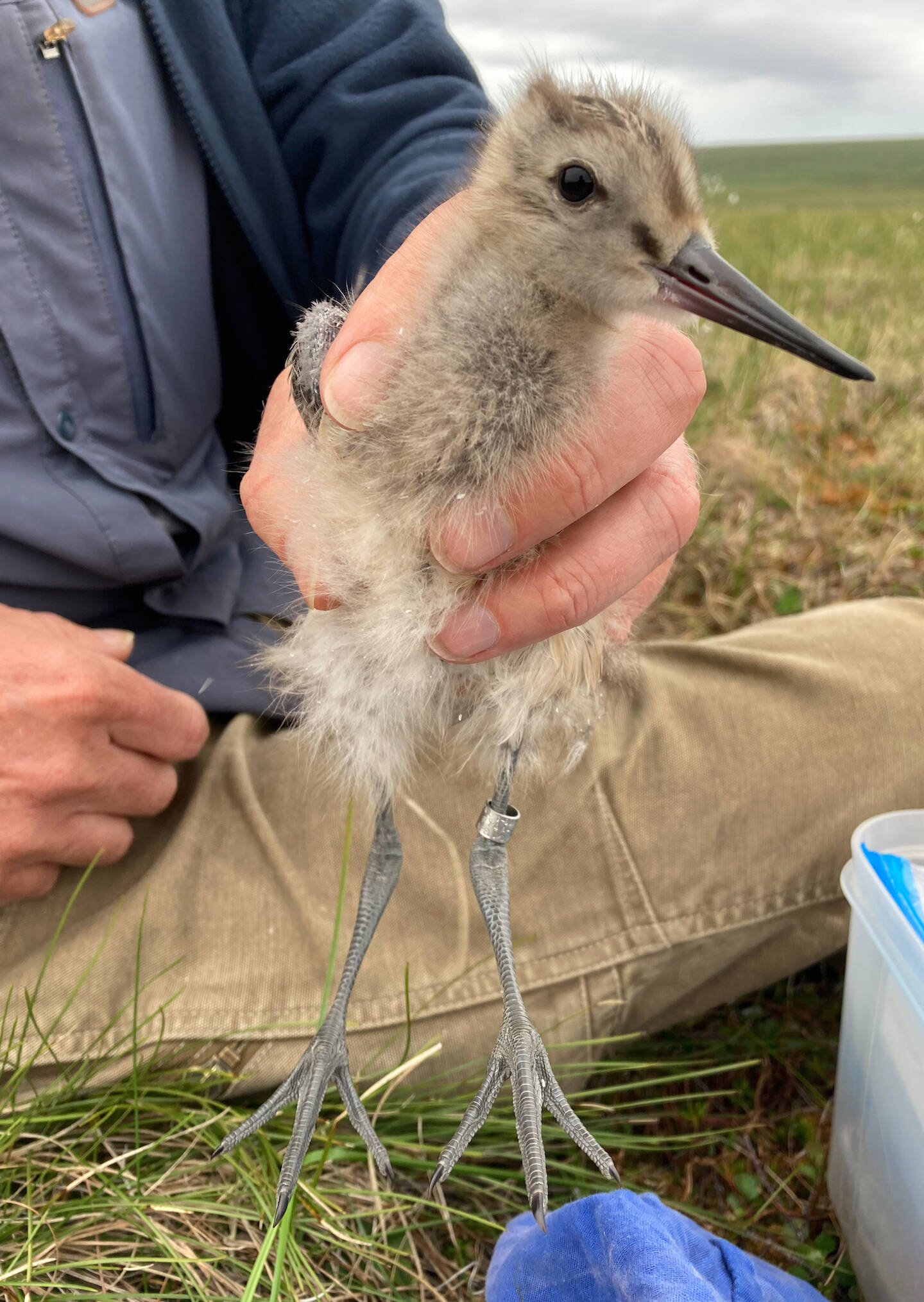 Scientist Jesse Conklin holds a bar-tailed godwit chick not far from Nome. This was about a month before the bird embarked on an 8,425-mile nonstop flight to Tasmania that took 11 days without rest. (Courtesy Photo / Dan Ruthrauff)