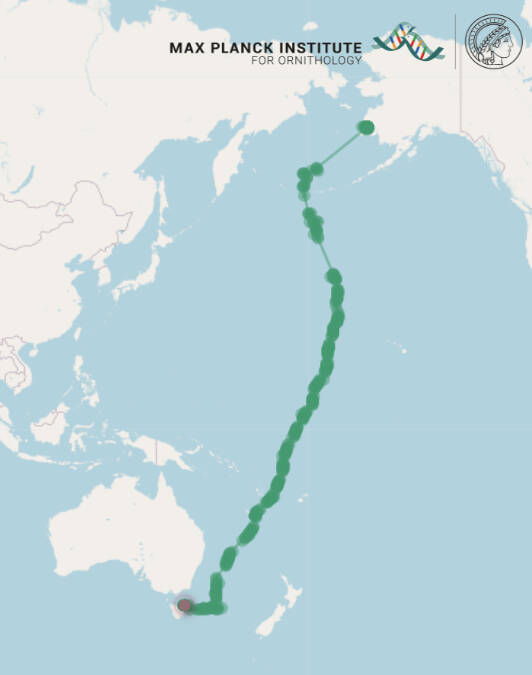 The track shows a juvenile bar-tailed godwit’s route as it took off from Southwest Alaska on Oct. 13, 2022, and arrived 11 days later in Tasmania. (Courtesy Image / Jesse Conklin)