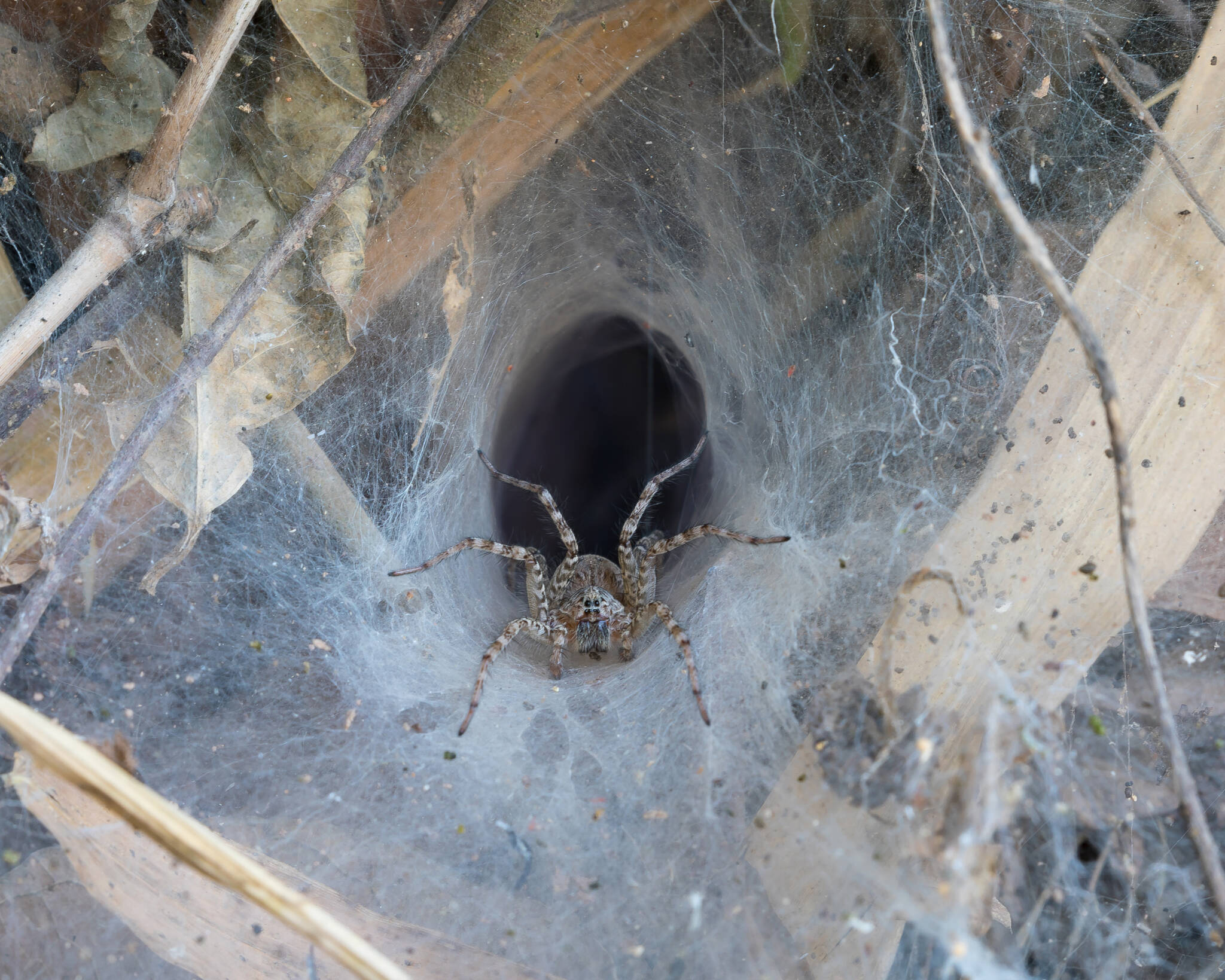 This photo available under a Creative Commons license shows a lawn wolf spider in its funnel web in Laos. (Courtesy Photo / Basile Morin)
