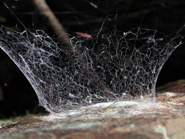 This photo available under a Creative Commons license shows a lampshade spider web. (Courtesy Photo / Marshal Hedin)