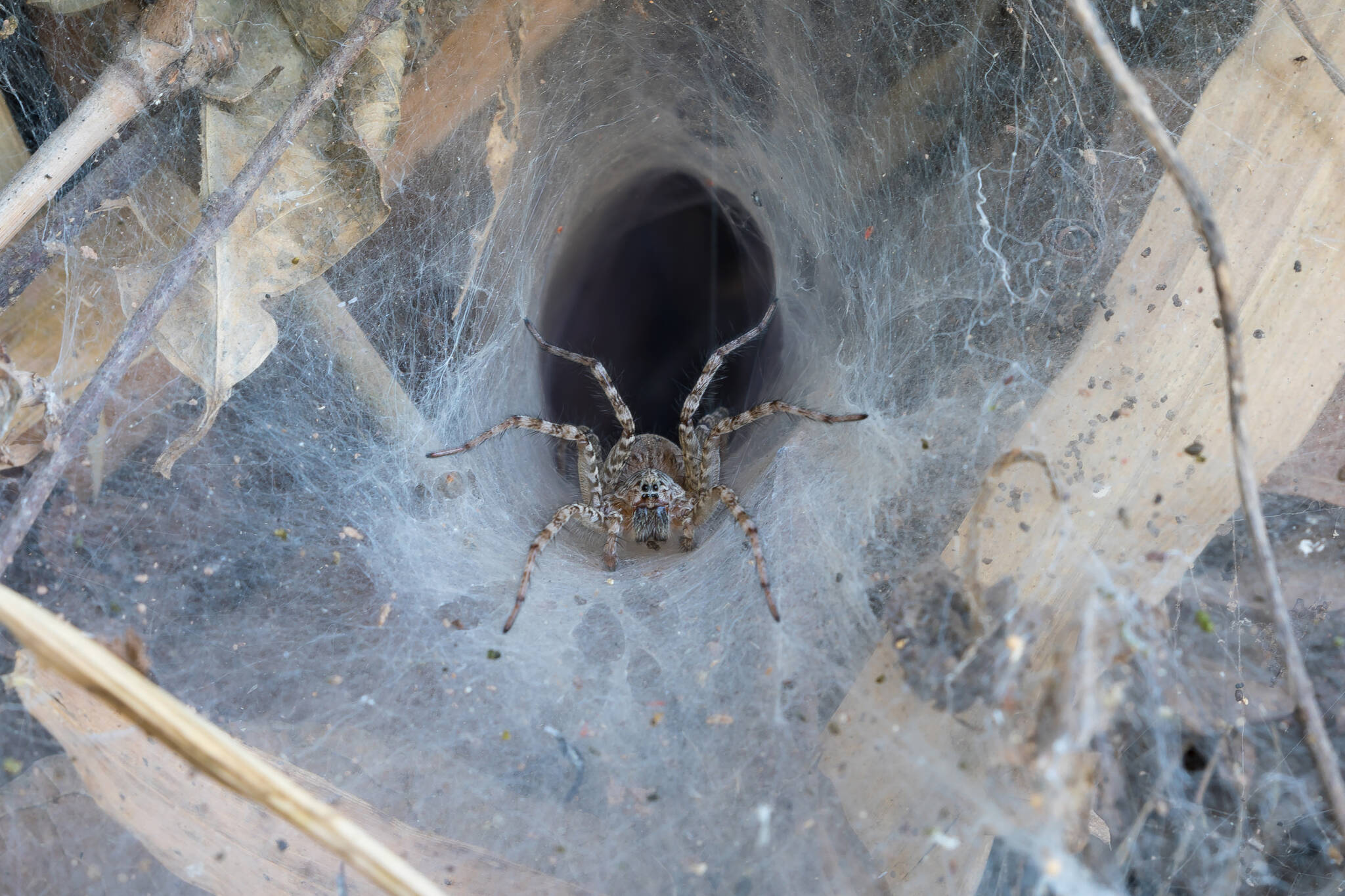 This photo available under a Creative Commons license shows a lawn wolf spider in its funnel web in Laos. (Courtesy Photo / Basile Morin)
