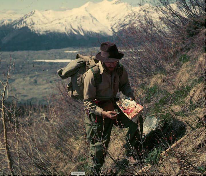 George Argus collects samples of willow shrubs on a slope near the town of McCarthy, Alaska in 1955. (Courtesy Photo / Neil Davis)