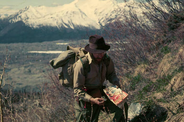 George Argus collects samples of willow shrubs on a slope near the town of McCarthy, Alaska in 1955. (Courtesy Photo / Neil Davis)