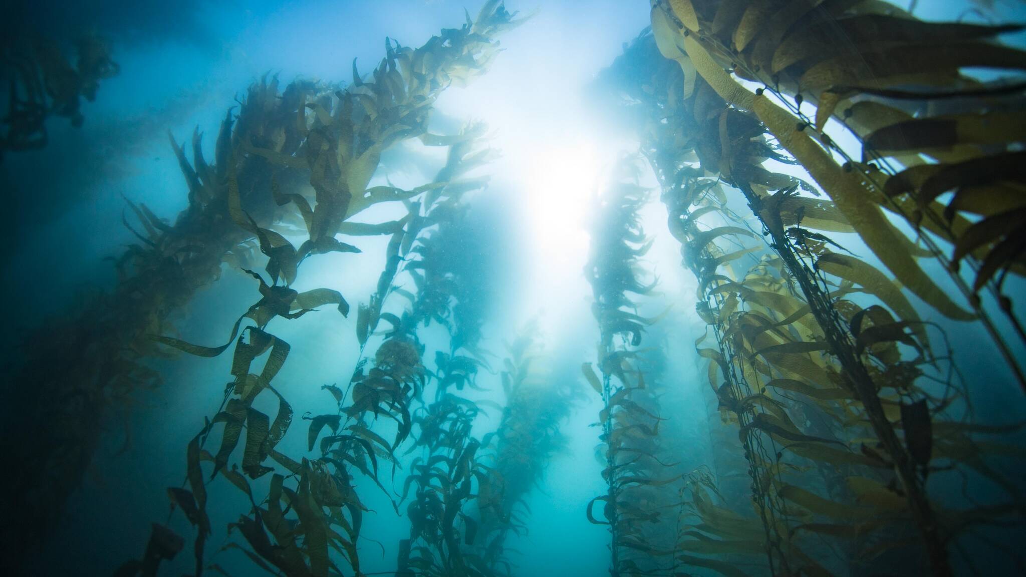 This photo available under a Creative Commons license shows a kelp forest. (Camille Pagniello)