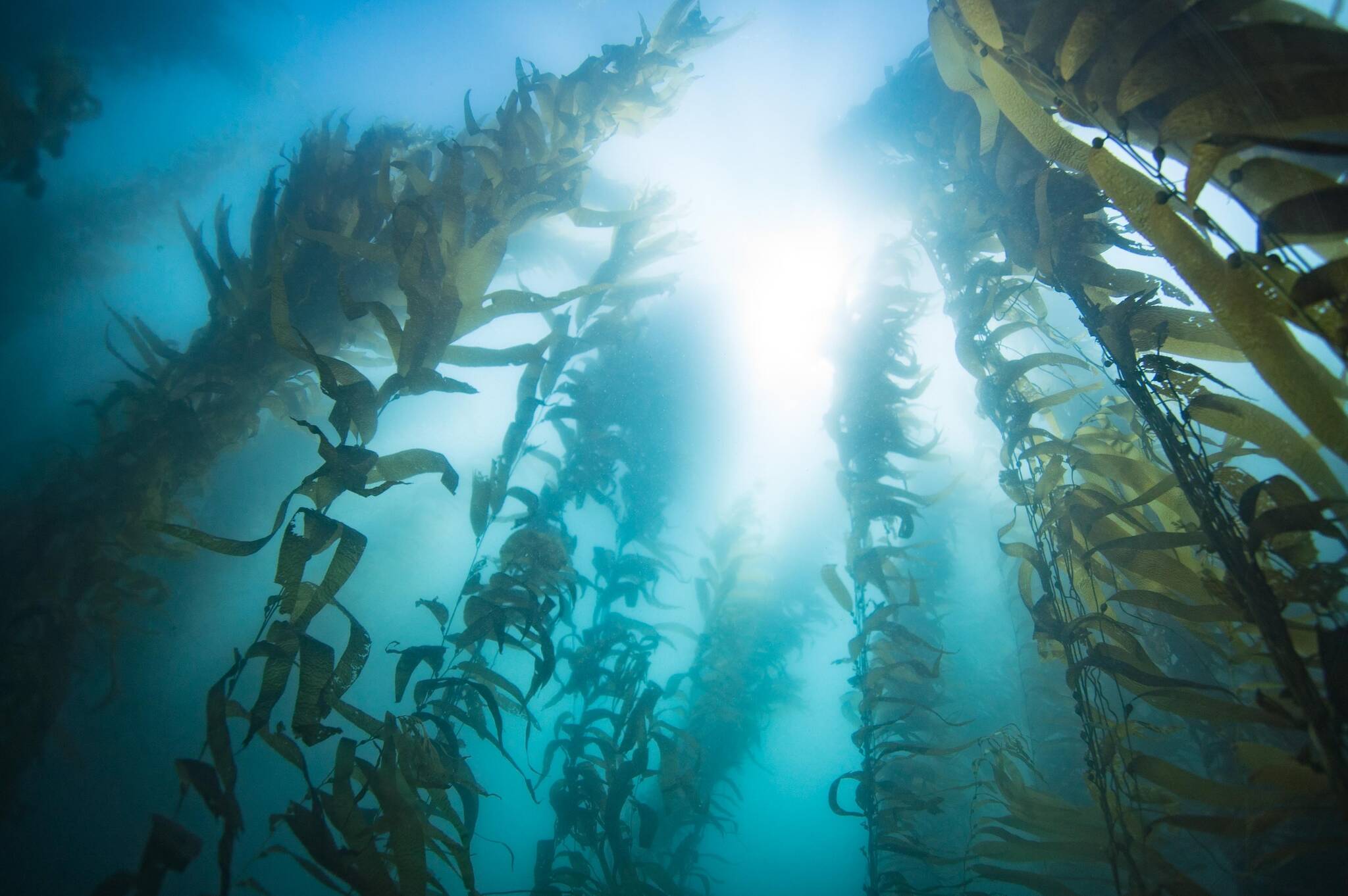 This photo available under a Creative Commons license shows a kelp forest. (Camille Pagniello)