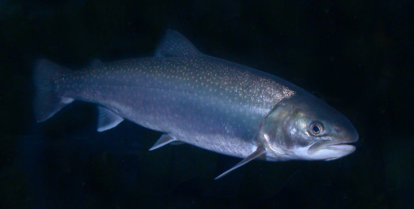 The lateral line on a Dolly Varden char houses sensory cells (Courtesy Photo / Bob Armstrong)