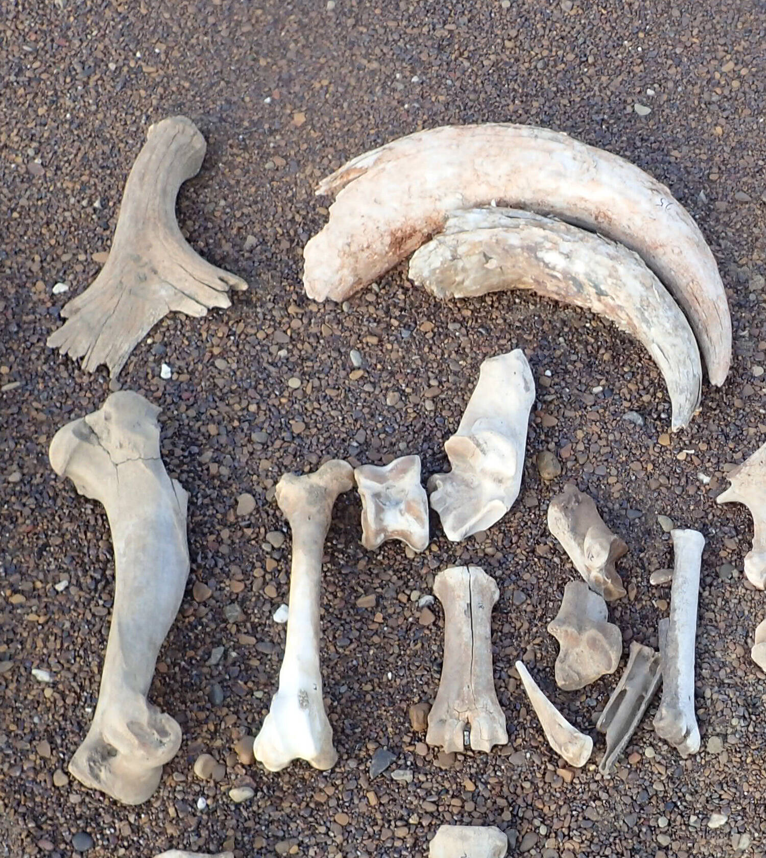 A 14,000-year-old fragment of a moose antler, top left, rests on a sand bar of a northern river next to the bones of ice-age horses, caribou and muskoxen, as well as the horns of a steppe bison. (Courtesy Photo / Pam Groves)