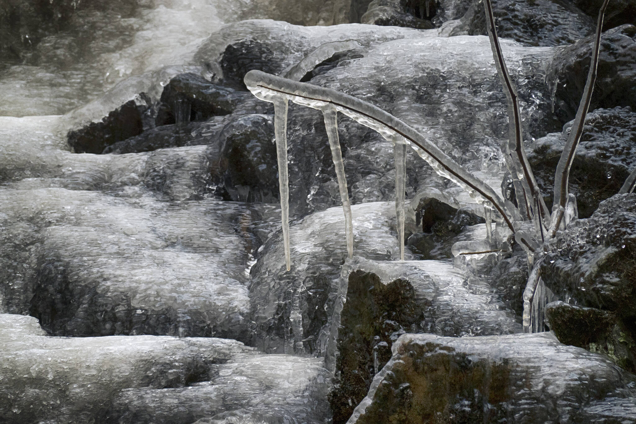 Branching out icicles from major ice flow, Auke Recreation Area. (Courtesy Photo / Kenneth Gill, gillfoto)