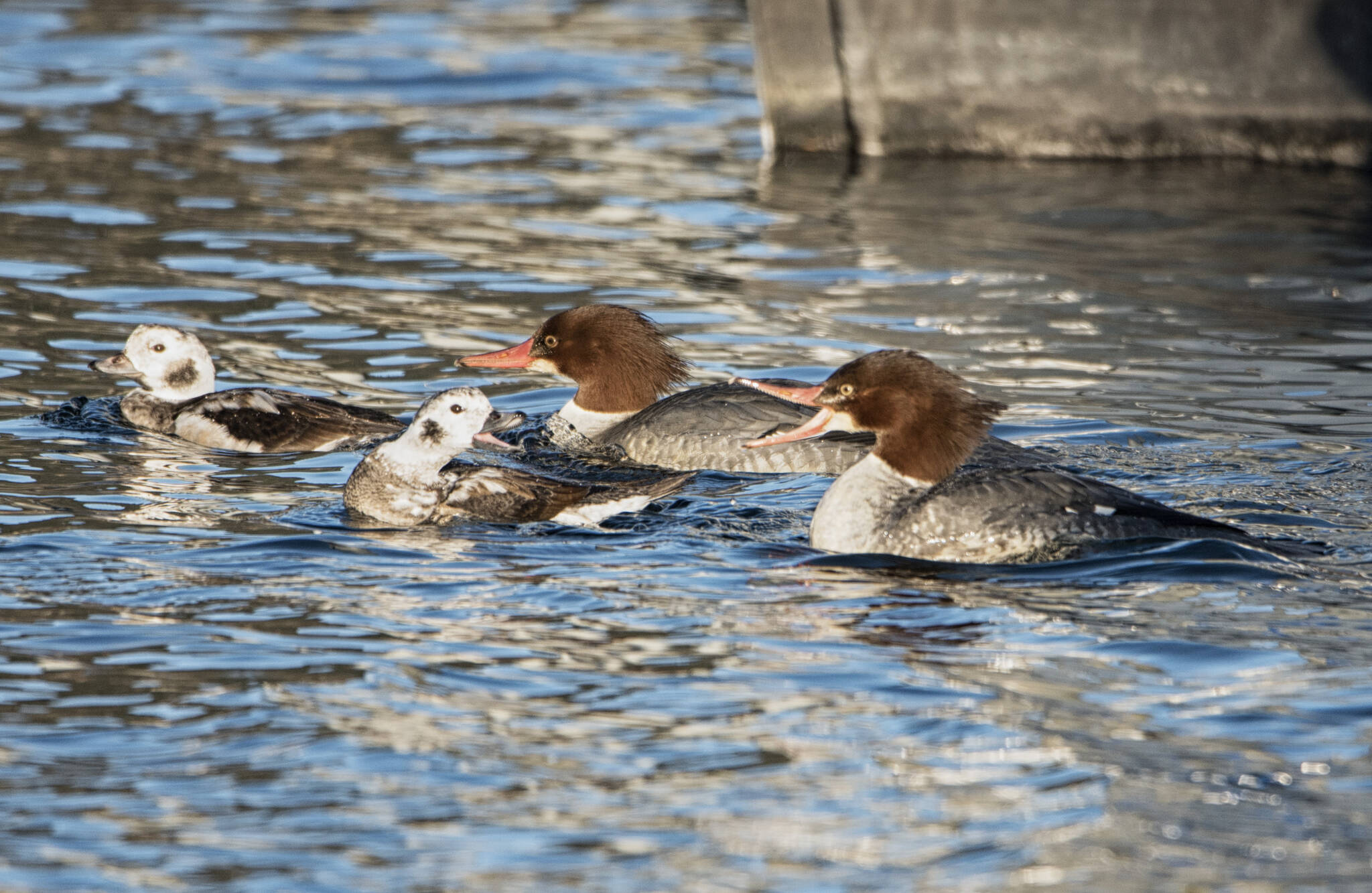 A couple of first winter long-tailed duck join with common merganser in line to exit harbor passage, Don D. Statter Harbor. (Courtesy Photo / Kenneth Gill, gillfoto)