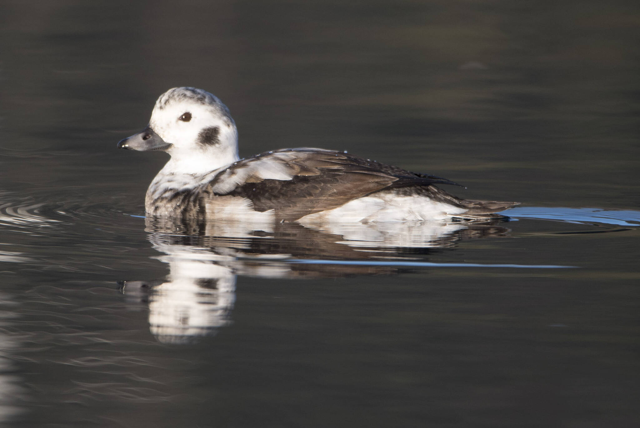 This photo shows a first winter long-tailed duck in Don D. Statter Harbor. (Courtesy Photo / Kenneth Gill, gillfoto)
