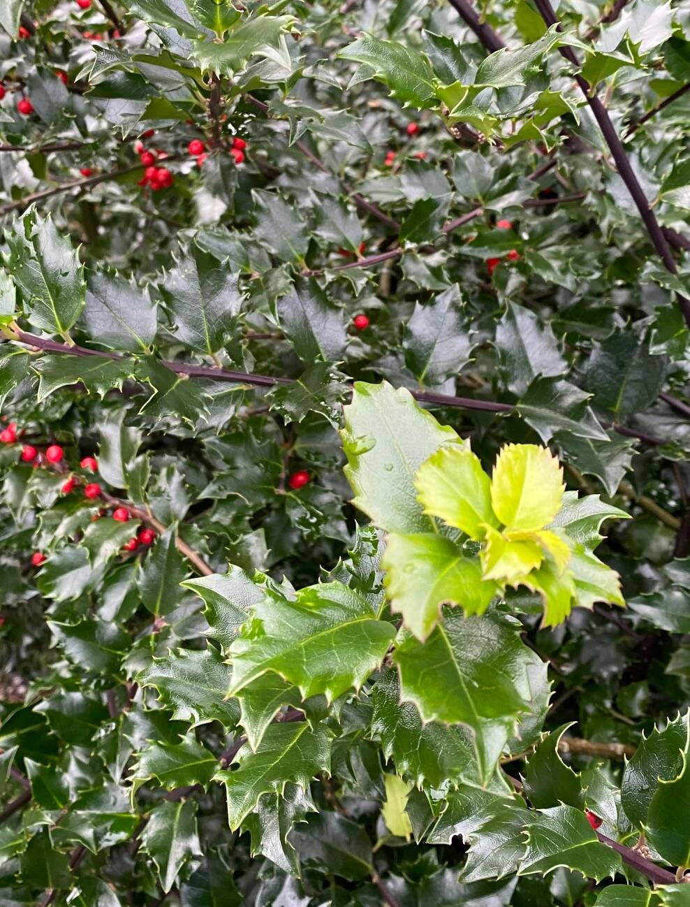 Christmas holly in a Gold Street garden downtown in mid-December. (Courtesy Photo / Denise Carroll)