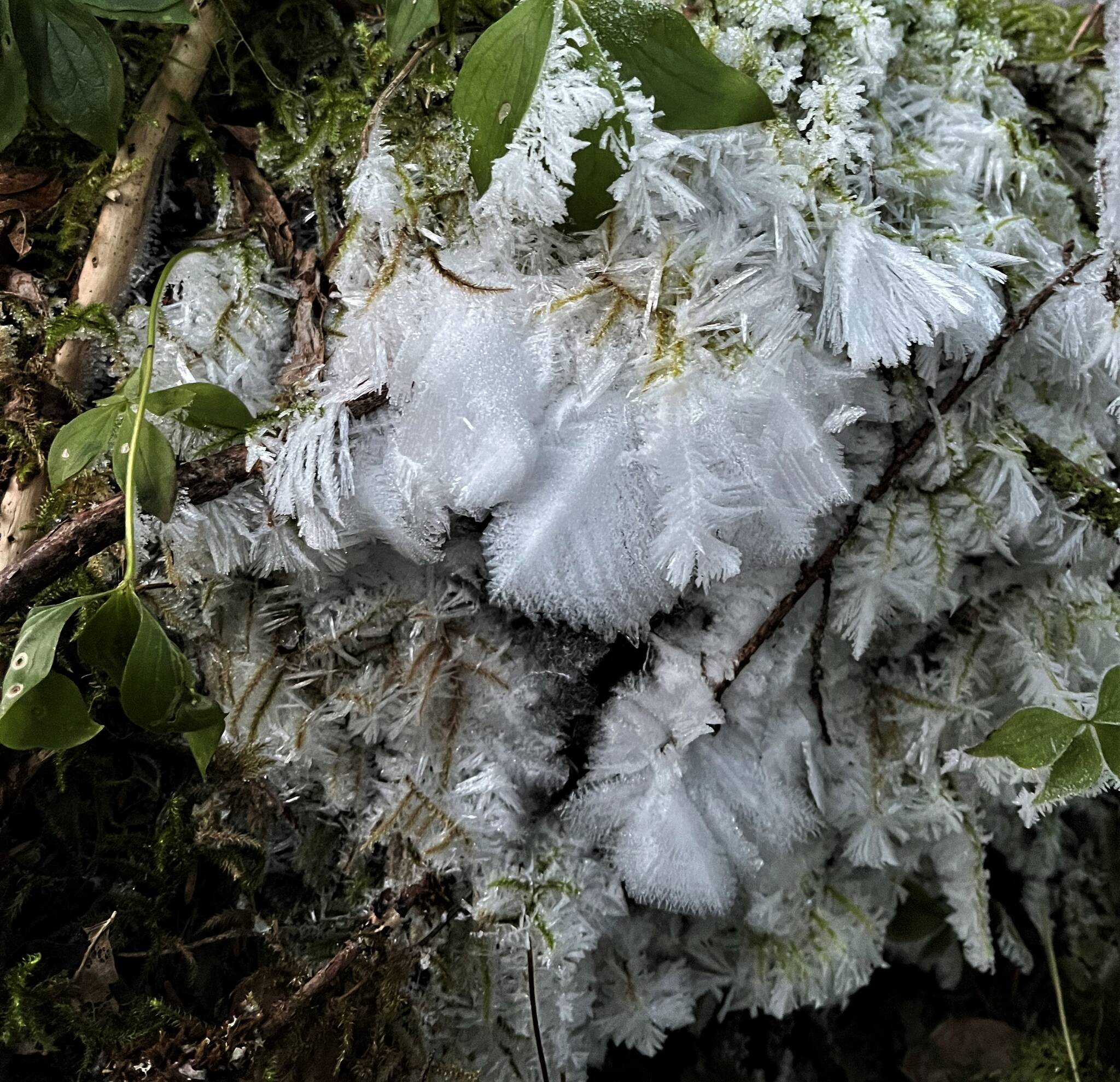 Frost crystals along the Auke Lake Trail. (Courtesy Photo / Denice McPherson)