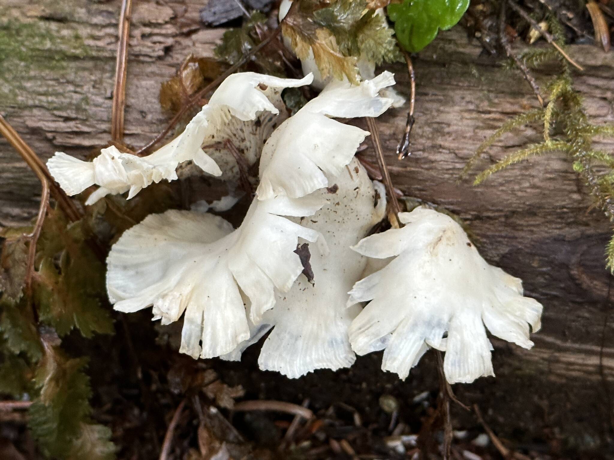This photo shows what appear to be old angel wing mushrooms along the Salmon Creek Dam Trail. (Courtesy Photo / Deana Barajas)