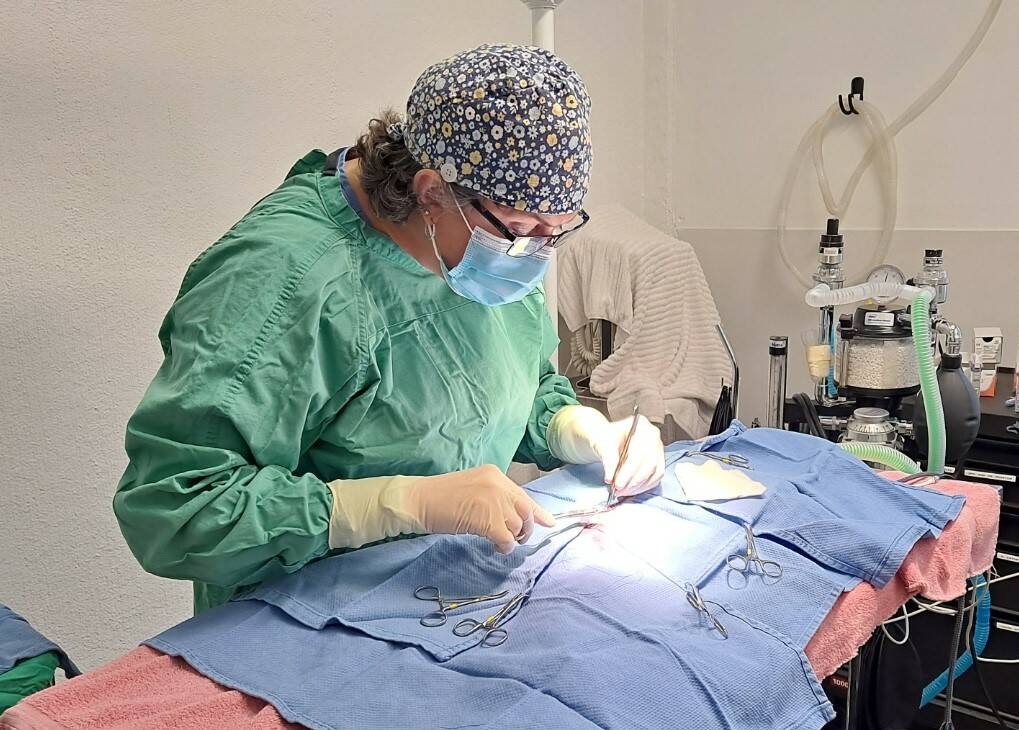 Juneau Animal Rescue’s in-house Veterinarian, Dr. Tracy Ward, performs the first public spaying procedure at JAR since 2014 on a female cat named Monte. In mid-November JAR reopened its doors to the public for its spay and neuter services. (Courtesy Photo / Samantha Blankenship)