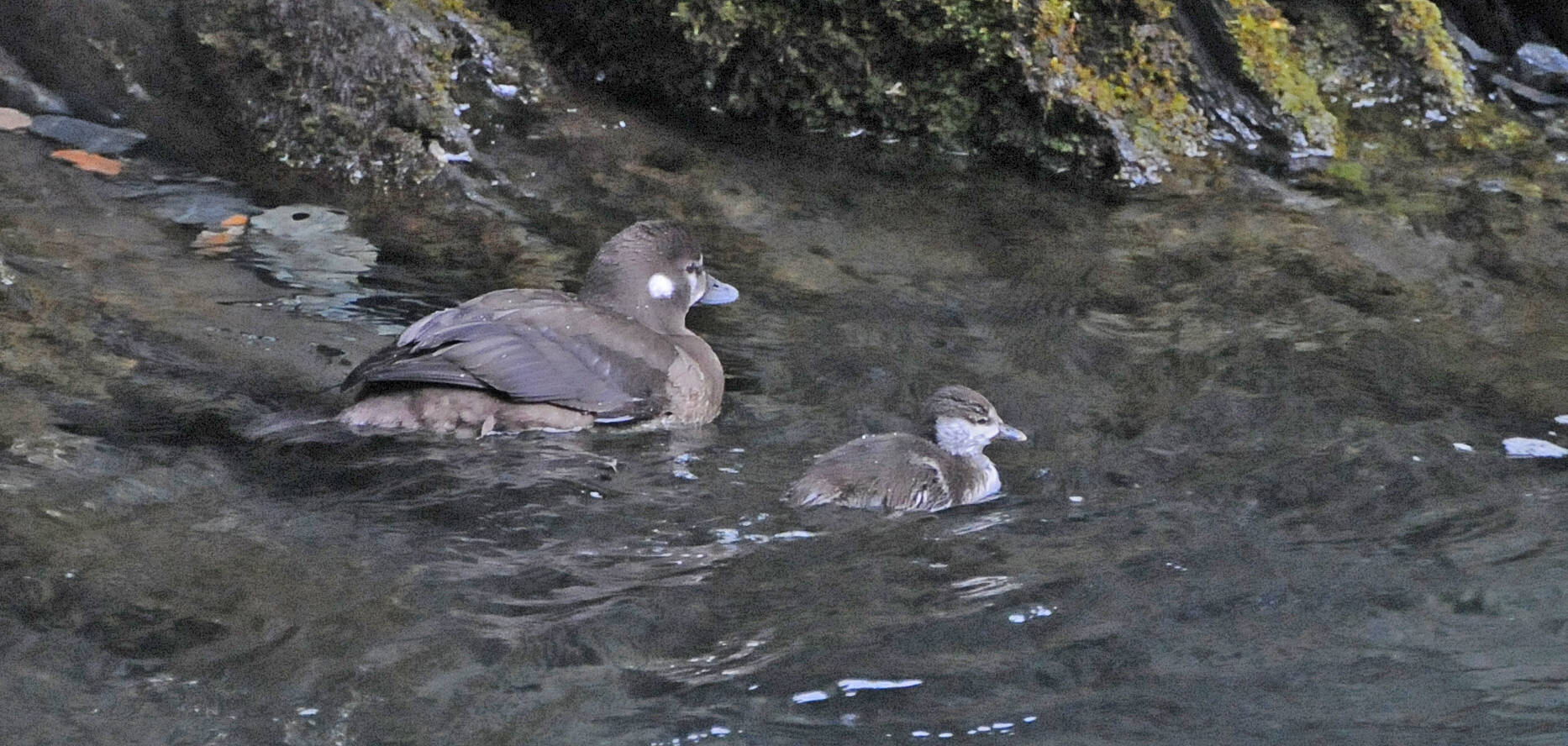 A female harlequin accompanies a chick downstream on the way to the sea.