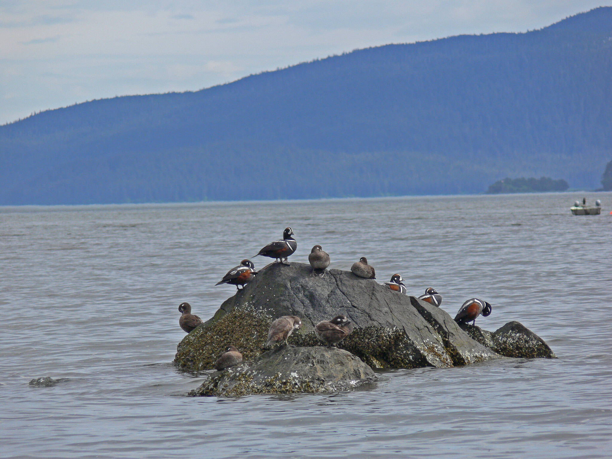 In the off-season, harlequins congregate near shore, males and females together. (Courtesy Photo / Bob Armstrong)