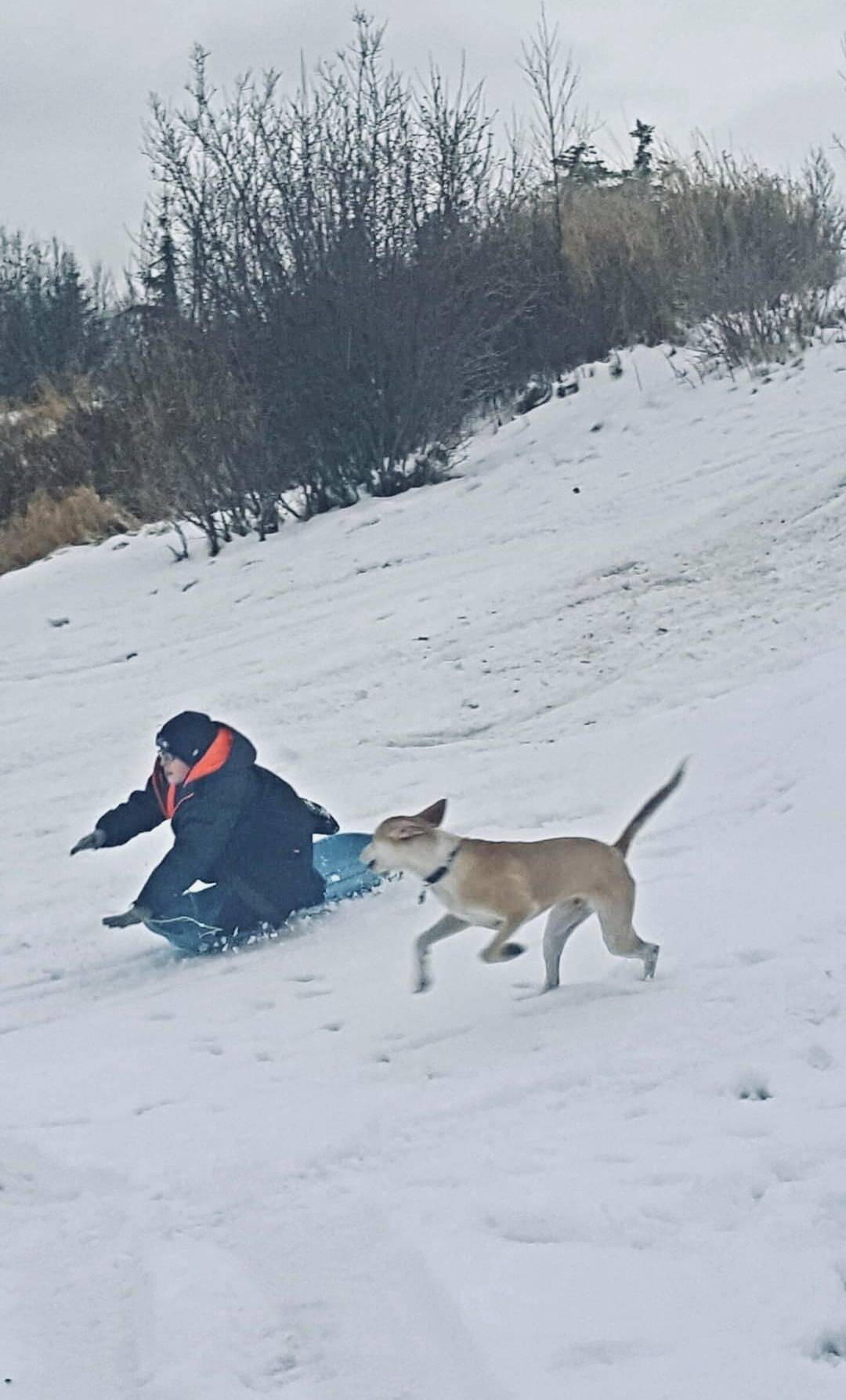 Timothy Pearson sleds with his dog Cedar, Wrangell Alaska (Courtesy Photo)