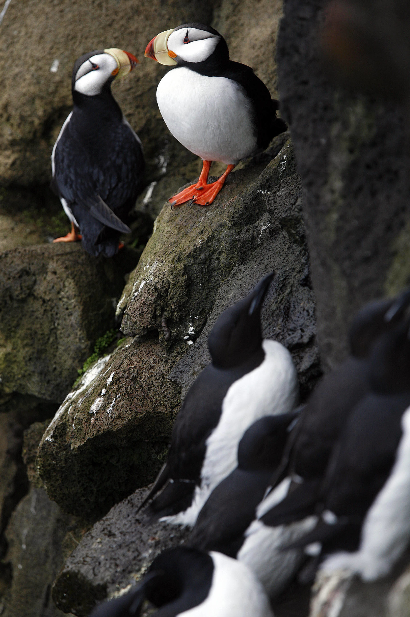 In this June 2008 photo, puffins sit above murrs on the cliff on St. Paul Island, Alaska. Arctic seabirds unable to find enough food in warmer ocean waters are just one sign of the vast changes in the polar region, where the climate is being transformed faster than anywhere else on Earth. An annual report, to be released Tuesday, Dec. 13, 2022 by U.S. scientists, also documents rising Arctic temperatures and disappearing sea ice. (AP File Photo / Al Grillo)
