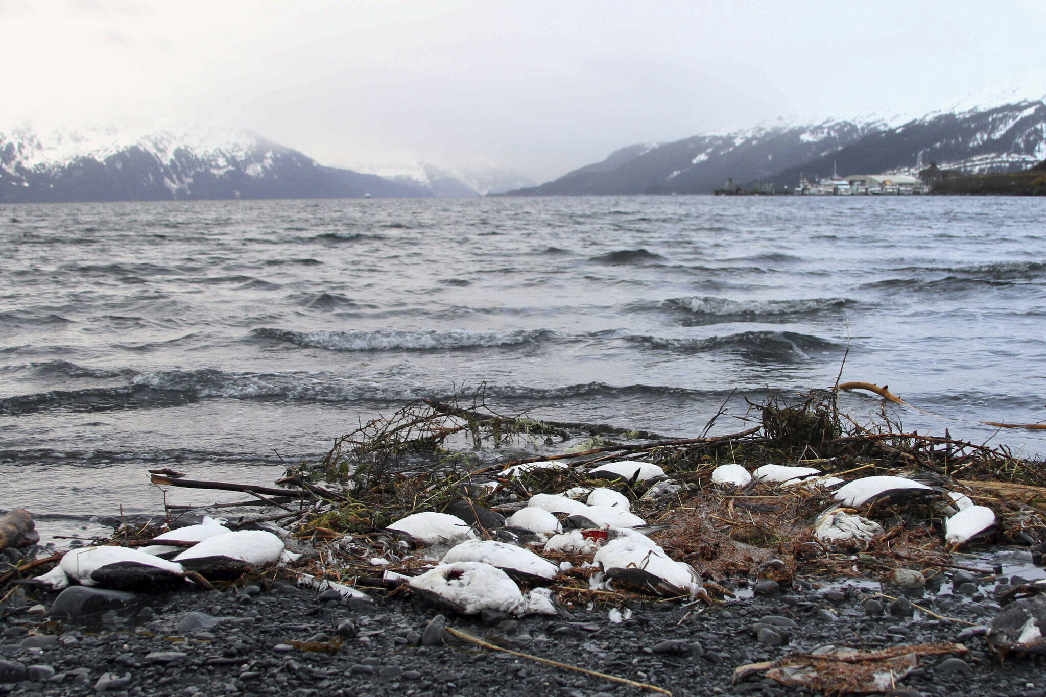 In this January 2016 phoyo, dead common murres lie washed up on a rocky beach in Whittier, Alaska. Arctic seabirds unable to find enough food in warmer ocean waters are just one sign of the vast changes in the polar region, where the climate is being transformed faster than anywhere else on Earth. An annual report, to be released Tuesday, Dec. 13, 2022 by U.S. scientists, also documents rising Arctic temperatures and disappearing sea ice. (AP File Photo / Mark Thiessen)