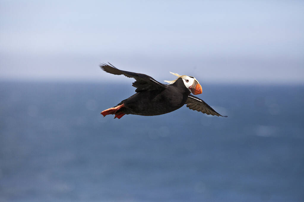 A tufted puffin in flight above Bogoslof Island in the Bering Sea. (Public domain photo / Ajay Varma, USGS)