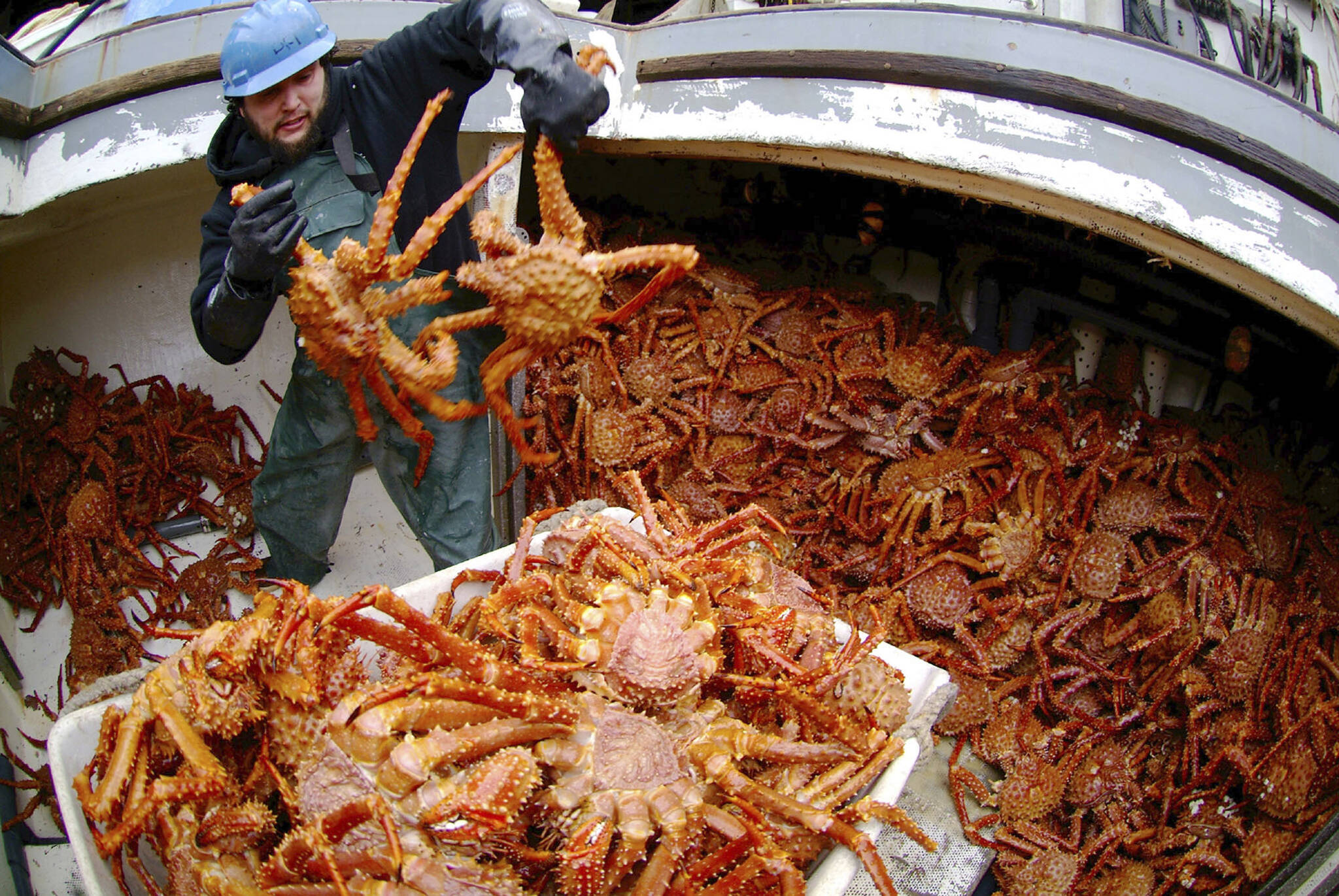 Steve Waddle places golden king crab into a tote in the hold of the F/V Angjenl while unloading at Petersburg, Alaska on March 1, 2007. The U.S. Department of Commerce’s disaster declaration for salmon and crab fisheries in Washington and Alaska opens the door for financial relief as part of an omnibus spending bill being negotiated by U.S. lawmakers. The declaration Friday, Dec. 16, 2022, covers Bristol Bay king crab harvests suspended for two years, and the snow crab harvest that will be canceled for the first time in 2023. (AP Photo / Klas Stolpe)