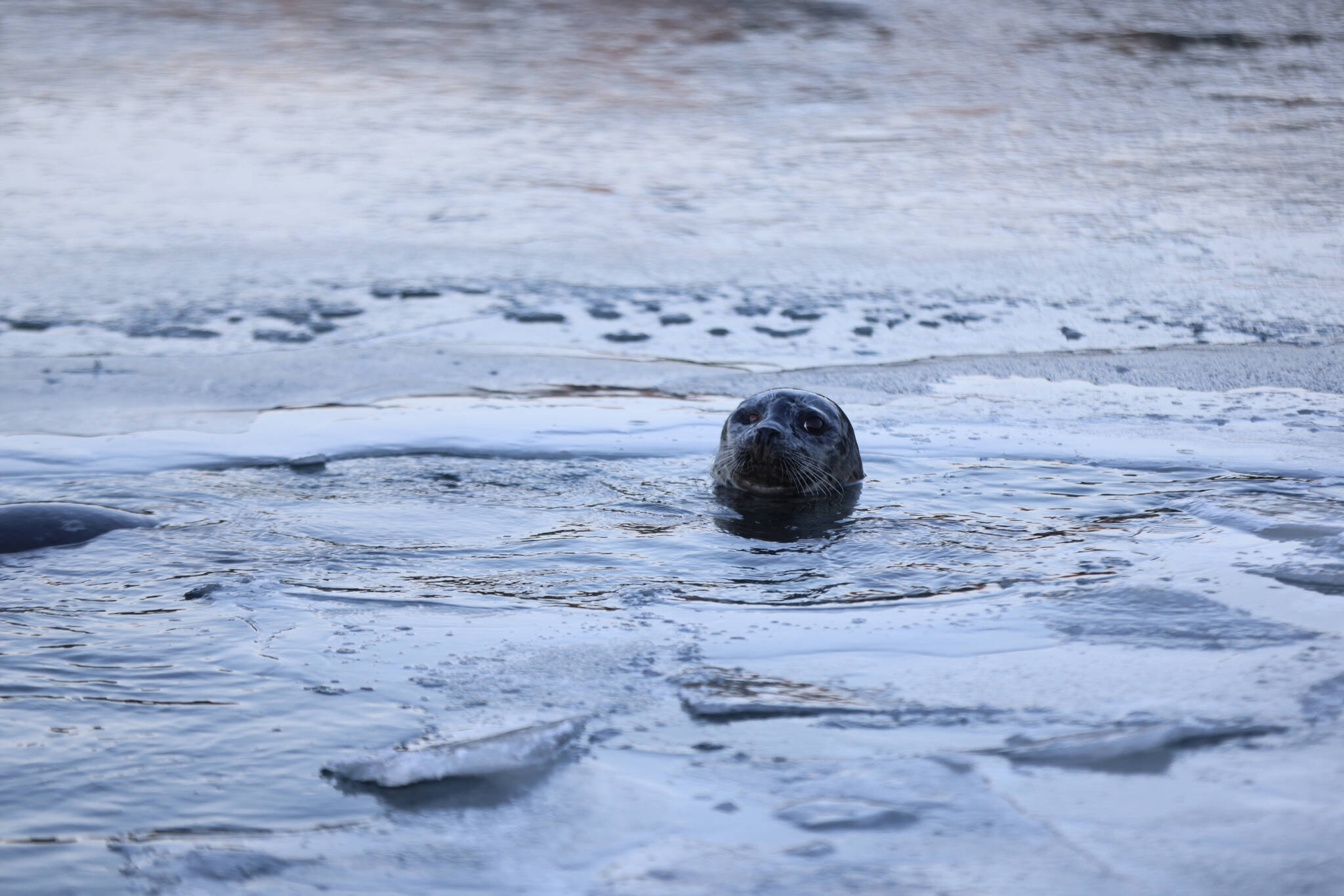 A seal pokes its head above the icy and waters at Don D. Statter Harbor on Sunday. National Weather Service Juneau sent out a special weather statement Sunday afternoon warning residents of Arctic air heading through the panhandle. (Ben Hohenstatt / Juneau Empire)