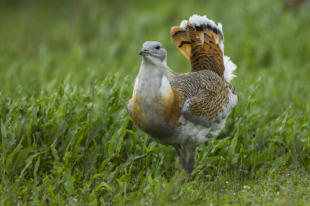 This photo available under a Creative Commons license shows a great bustard. These birds, especially the males, selectively eat blister beetles that contain toxic cantharidin, but because the toxin is lethal to the birds except at very low doses, only one or two at a time. This toxin is known, from in vitro experiments in the lab, to kill fungi, round worms, and bacteria. (Francesco Veronesi / Flickr)