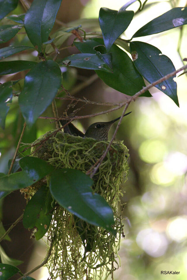 A hummingbird of Patagonia sits on her nest made of special mosses. (Courtesy Photo / Estacion Biologica Senda Darwin)