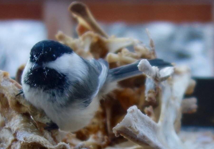 A black-capped chickadee pecks at a frozen turkey carcass in Fairbanks. (Courtesy Photo / Ned Rozell)