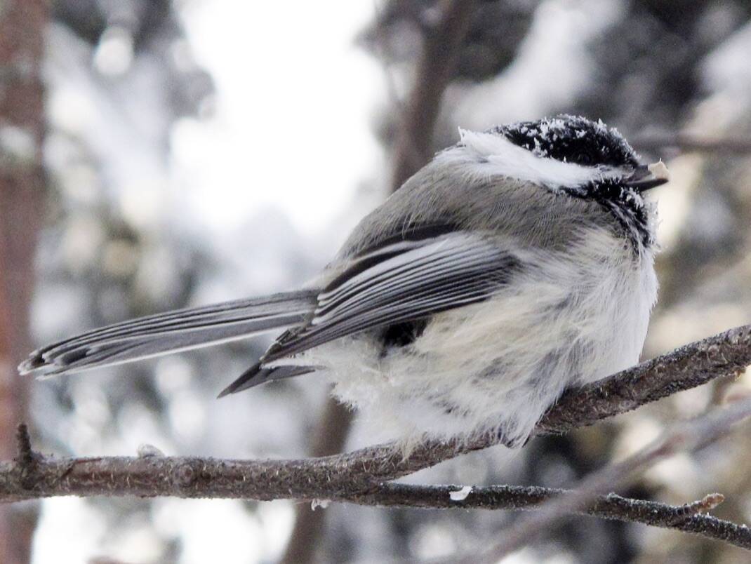 A black-capped chickadee holds a sunflower seed in its beak at minus 40. (Courtesy Photo / Ned Rozell)