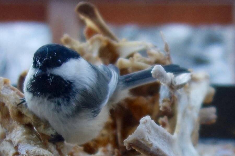 A black-capped chickadee pecks at a frozen turkey carcass in Fairbanks. (Courtesy Photo / Ned Rozell)