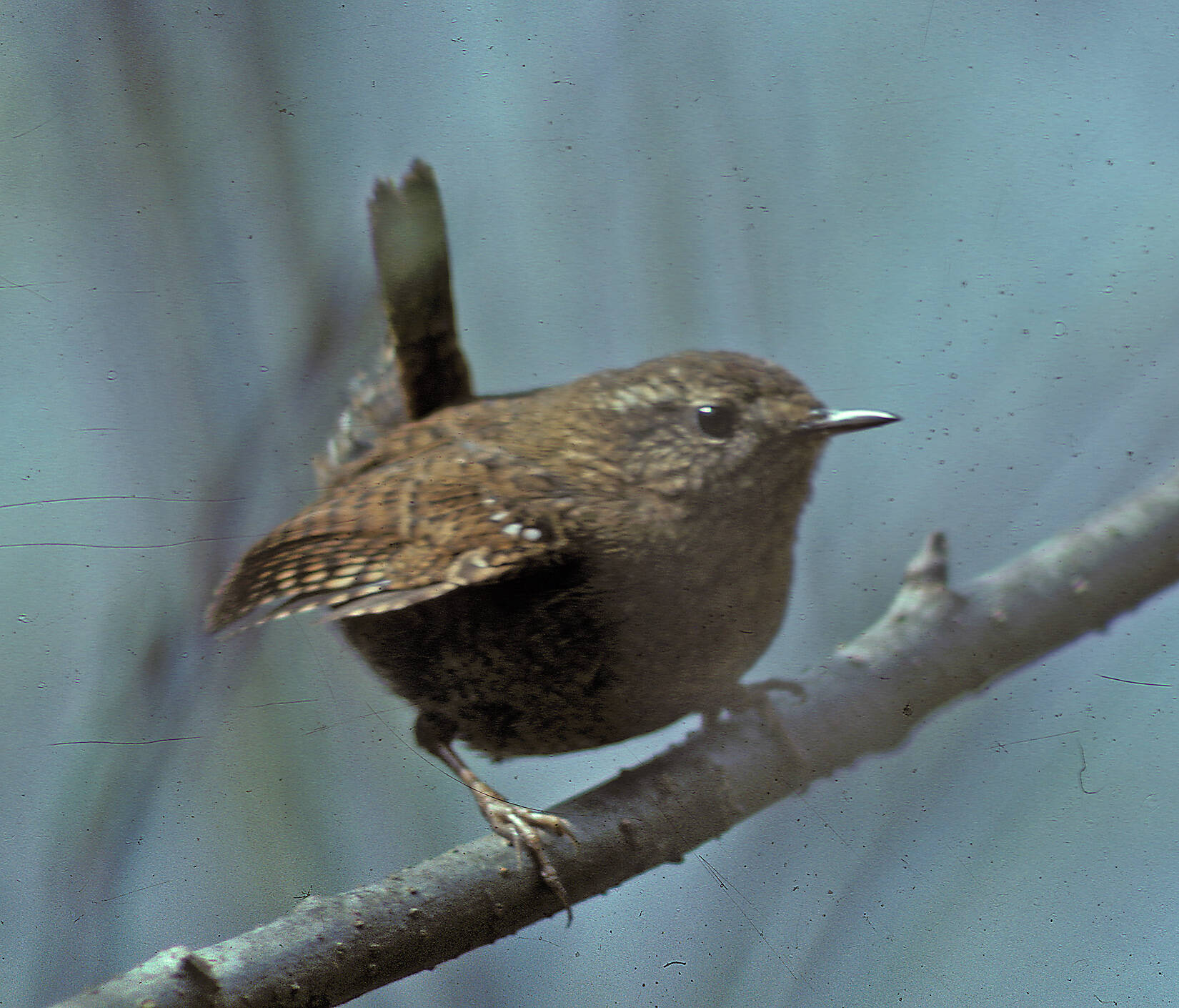 Pacific wrens were formerly included with winter wrens, but are now considered to be a separate species (Courtesy Photo / Bob Armstrong)