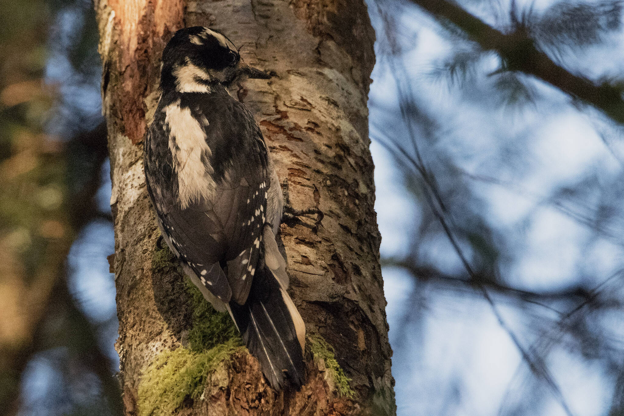 This photo shows a downy woodpecker at Eagle Beach. (Courtesy Photo / Kenneth Gill, gillfoto)