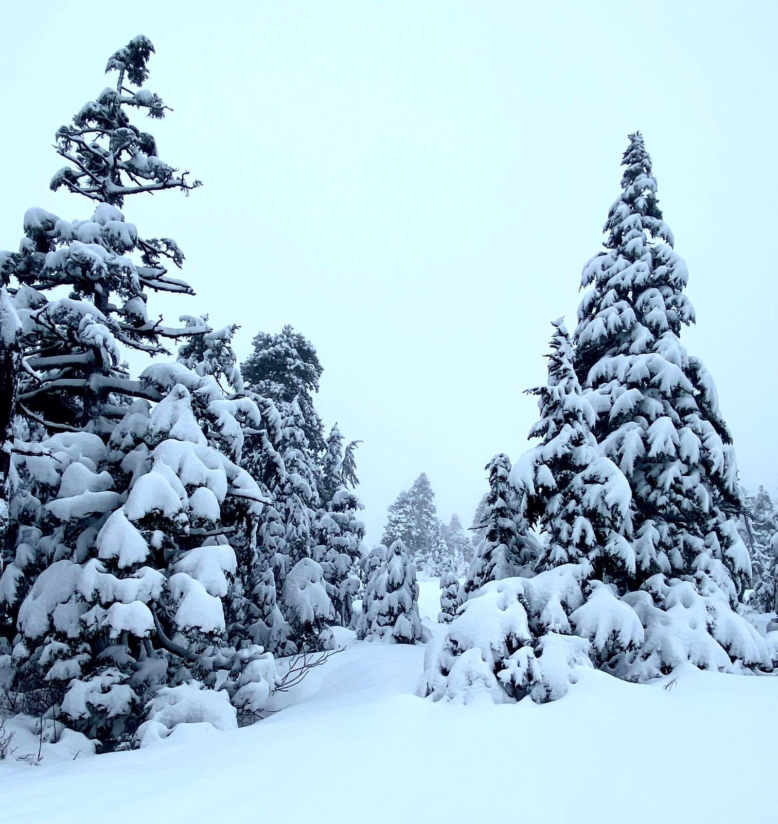 Looks like winter at John Muir Cabin. (Courtesy Photo / Denise Carroll)