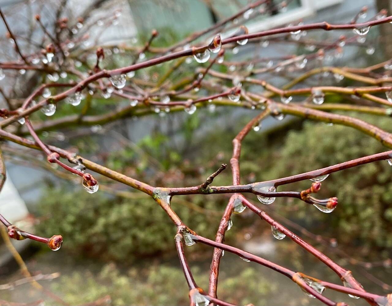 Frozen raindrops cling to bare branches in the downtown flats. (Courtesy Photo / Denise Carroll)