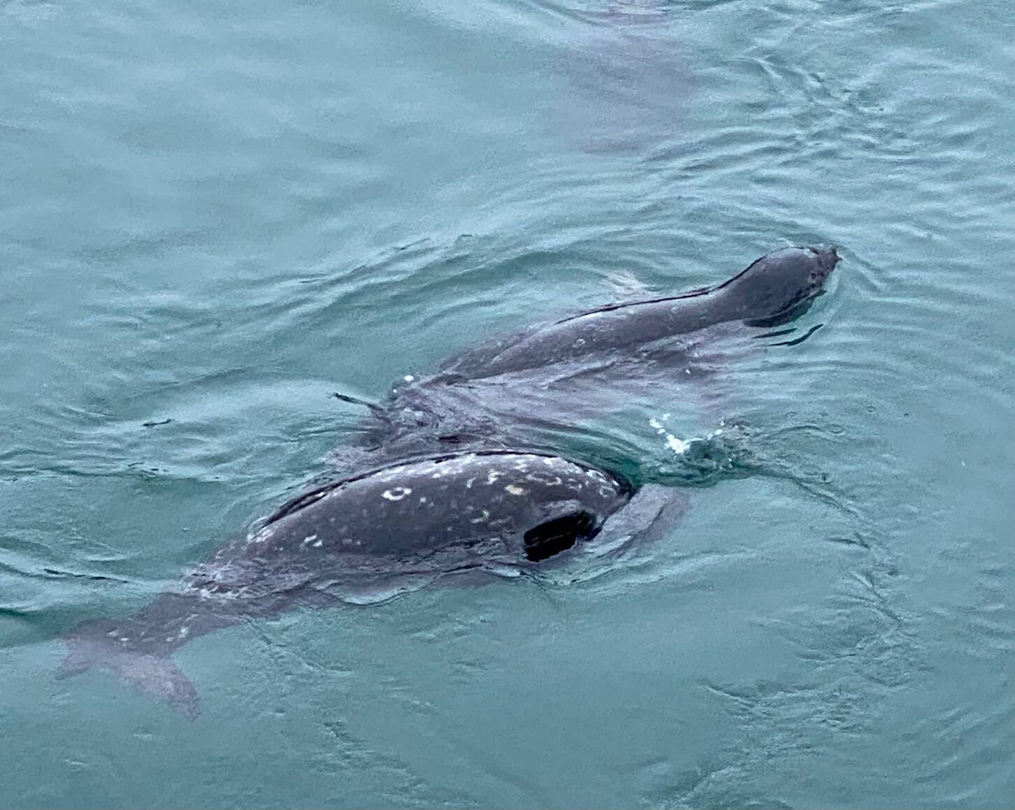 Five curious harbor seals frolic in the downtown boat harbor. (Courtesy Photo / Denise Carroll)